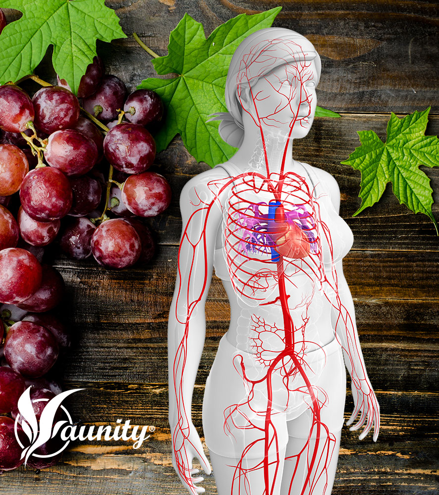 OPC+ PREMIUM COMPLEX - 100% Traubenkernextrakt